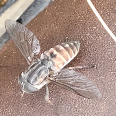 Dasybasis sp. (genus) (A march fly) at Denman Prospect 2 Estate Deferred Area (Block 12) - 27 Feb 2022 by tpreston