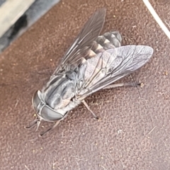 Dasybasis sp. (genus) at Stromlo, ACT - 27 Feb 2022