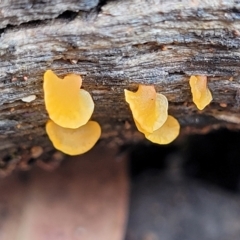 Dacryopinax spathularia (Dacryopinax spathularia) at Block 402 - 27 Feb 2022 by trevorpreston