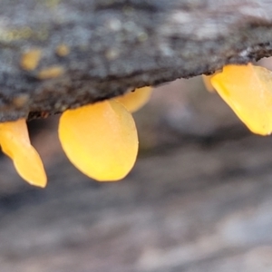 Dacryopinax spathularia at Stromlo, ACT - 27 Feb 2022