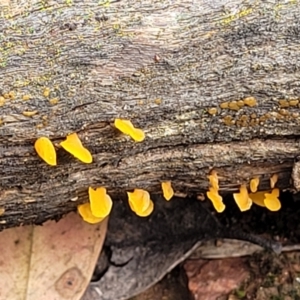 Dacryopinax spathularia at Stromlo, ACT - 27 Feb 2022