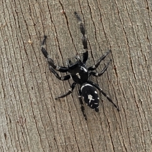 Sandalodes scopifer at Stromlo, ACT - 27 Feb 2022 11:03 AM