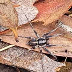 Argoctenus sp. (genus) (Wandering ghost spider) at Denman Prospect, ACT - 27 Feb 2022 by trevorpreston