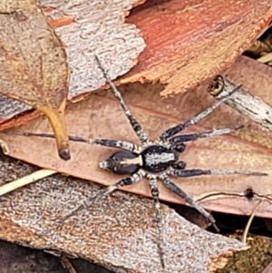 Argoctenus sp. (genus) at Denman Prospect, ACT - 27 Feb 2022 11:02 AM