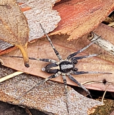 Artoria sp. (genus) at Block 402 - 27 Feb 2022 by trevorpreston