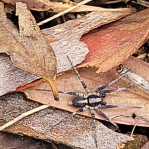 Argoctenus sp. (genus) at Denman Prospect, ACT - 27 Feb 2022 11:02 AM