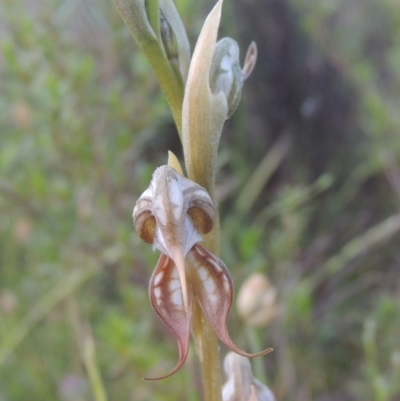 Oligochaetochilus hamatus (Southern Hooked Rustyhood) at Tennent, ACT - 9 Nov 2021 by MichaelBedingfield