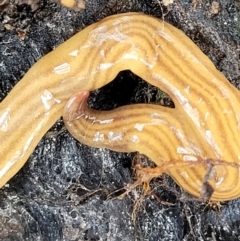 Fletchamia quinquelineata (Five-striped flatworm) at Piney Ridge - 26 Feb 2022 by tpreston