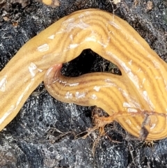 Fletchamia quinquelineata (Five-striped flatworm) at Stromlo, ACT - 27 Feb 2022 by trevorpreston