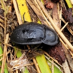 Celibe striatipennis (Pie-dish beetle) at Piney Ridge - 26 Feb 2022 by tpreston