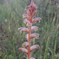 Orobanche minor (Broomrape) at Tennent, ACT - 9 Nov 2021 by michaelb
