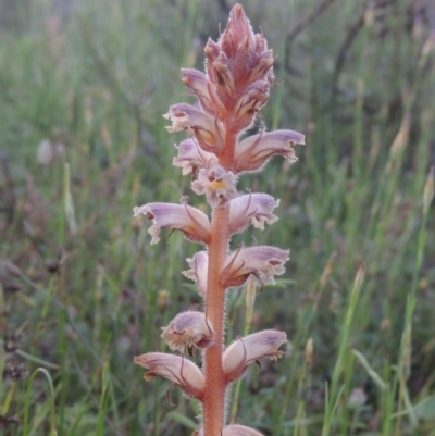 Orobanche minor (Broomrape) at Tennent, ACT - 9 Nov 2021 by michaelb