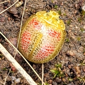 Paropsisterna fastidiosa at Stromlo, ACT - 27 Feb 2022