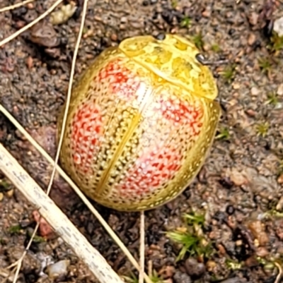 Paropsisterna fastidiosa (Eucalyptus leaf beetle) at Block 402 - 26 Feb 2022 by trevorpreston