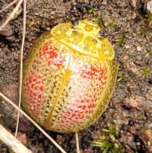 Paropsisterna fastidiosa at Stromlo, ACT - 27 Feb 2022