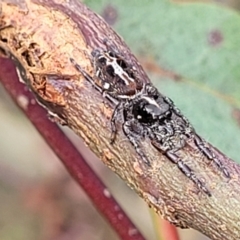 Sandalodes bipenicillatus (Double-brush jumper) at Block 402 - 26 Feb 2022 by tpreston