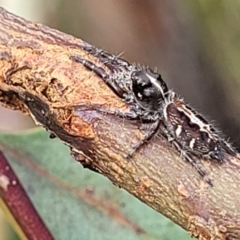 Sandalodes bipenicillatus at Stromlo, ACT - 27 Feb 2022