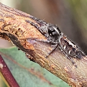 Sandalodes bipenicillatus at Stromlo, ACT - 27 Feb 2022