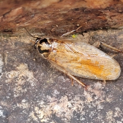 Robshelfordia circumducta (Shelford's Variable Cockroach) at Block 402 - 26 Feb 2022 by trevorpreston