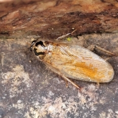 Robshelfordia circumducta at Stromlo, ACT - 27 Feb 2022