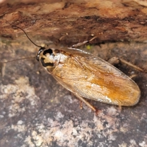 Robshelfordia circumducta at Stromlo, ACT - 27 Feb 2022