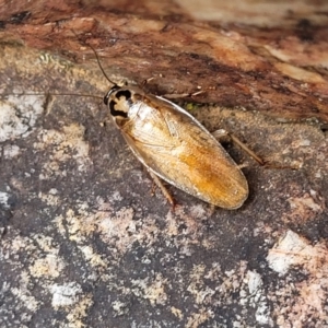 Robshelfordia circumducta at Stromlo, ACT - 27 Feb 2022