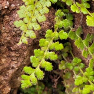 Asplenium subglandulosum at Stromlo, ACT - 27 Feb 2022