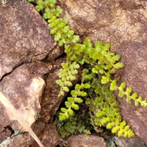 Asplenium subglandulosum at Stromlo, ACT - 27 Feb 2022