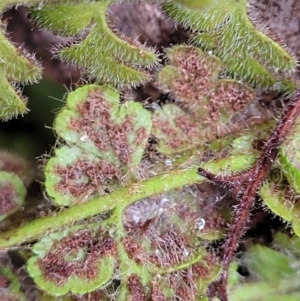 Asplenium subglandulosum at Stromlo, ACT - 27 Feb 2022