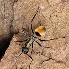 Polyrhachis ammon (Golden-spined Ant, Golden Ant) at Stromlo, ACT - 27 Feb 2022 by trevorpreston