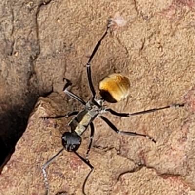 Polyrhachis ammon (Golden-spined Ant, Golden Ant) at Block 402 - 26 Feb 2022 by trevorpreston