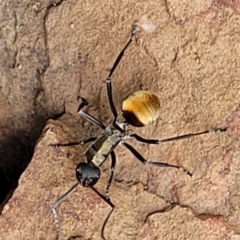 Polyrhachis ammon (Golden-spined Ant, Golden Ant) at Stromlo, ACT - 26 Feb 2022 by tpreston