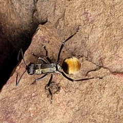 Polyrhachis ammon at Stromlo, ACT - 27 Feb 2022