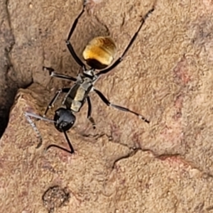 Polyrhachis ammon at Stromlo, ACT - 27 Feb 2022