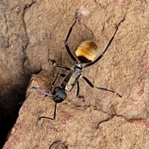 Polyrhachis ammon at Stromlo, ACT - 27 Feb 2022