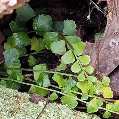 Asplenium flabellifolium (Necklace Fern) at Block 402 - 26 Feb 2022 by trevorpreston