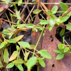 Einadia nutans at Stromlo, ACT - 27 Feb 2022