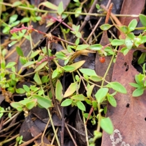 Einadia nutans at Stromlo, ACT - 27 Feb 2022