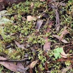 Einadia nutans at Stromlo, ACT - 27 Feb 2022