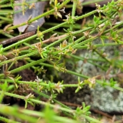 Galium gaudichaudii (Rough Bedstraw) at Stromlo, ACT - 26 Feb 2022 by tpreston