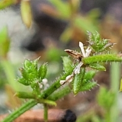 Galium gaudichaudii at Stromlo, ACT - 27 Feb 2022