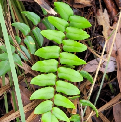 Pellaea calidirupium (Hot Rock Fern) at Stromlo, ACT - 27 Feb 2022 by trevorpreston