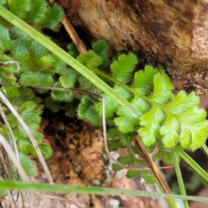 Asplenium subglandulosum at Stromlo, ACT - 27 Feb 2022 10:14 AM