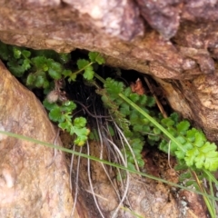 Asplenium subglandulosum at Stromlo, ACT - 27 Feb 2022