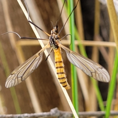 Ischnotoma (Ischnotoma) rubriventris (A crane fly) at Piney Ridge - 26 Feb 2022 by tpreston
