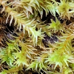 Triquetrella (A trailing moss) at Piney Ridge - 26 Feb 2022 by trevorpreston