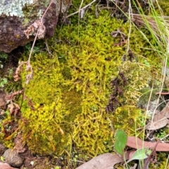 Triquetrella at Stromlo, ACT - 27 Feb 2022