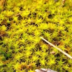 Pottiaceae (family) (A moss) at Block 402 - 26 Feb 2022 by trevorpreston