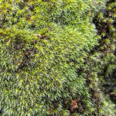 Grimmia sp. (A moss) at Stromlo, ACT - 26 Feb 2022 by trevorpreston