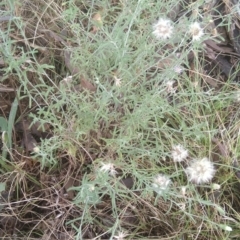 Vittadinia gracilis (New Holland Daisy) at Jerrabomberra, ACT - 27 Feb 2022 by CallumBraeRuralProperty